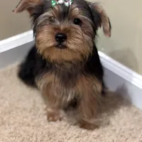 Male Puppy, a male Yorkshire Terrier for sale in Alpharetta, GA – Photo 3 of 6