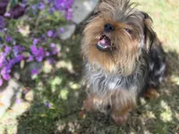 Male Puppy, a male Yorkshire Terrier for sale in Alpharetta, GA – Photo 2 of 2