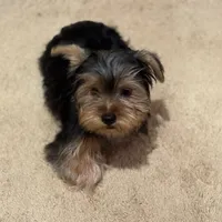 Male Puppy, a male Yorkshire Terrier for sale in Alpharetta, GA – Photo 5 of 6