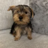 Male Puppy, a male Yorkshire Terrier for sale in Alpharetta, GA – Photo 4 of 6