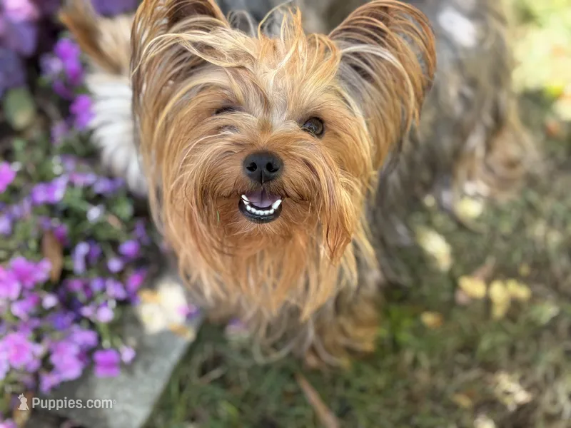 2 Yr old Female – Yorkshire Terrier puppy for sale in Alpharetta, GA