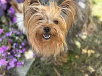 2 Yr old Female, a female Yorkshire Terrier for sale in Alpharetta, GA – Photo 1 of 4