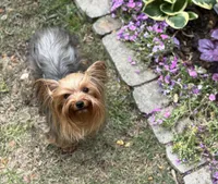 2 Yr old Female, a female Yorkshire Terrier for sale in Alpharetta, GA – Photo 4 of 4