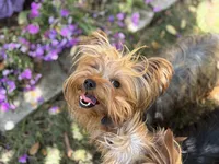 2 Yr old Female, a female Yorkshire Terrier for sale in Alpharetta, GA – Photo 2 of 4