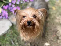 2 Yr old Female, a female Yorkshire Terrier for sale in Alpharetta, GA – Photo 3 of 4