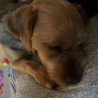 Dozer, a male Yorkshire Terrier for sale in Alpharetta, GA – Photo 3 of 5