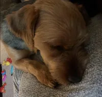 Dozer, a male Yorkshire Terrier for sale in Alpharetta, GA – Photo 3 of 5