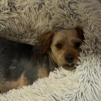 Dozer, a male Yorkshire Terrier for sale in Alpharetta, GA – Photo 4 of 5