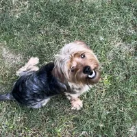 Dozer, a male Yorkshire Terrier for sale in Alpharetta, GA – Photo 5 of 5