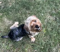 Dozer, a male Yorkshire Terrier for sale in Alpharetta, GA – Photo 5 of 5