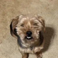 Dozer, a male Yorkshire Terrier for sale in Alpharetta, GA – Photo 2 of 5