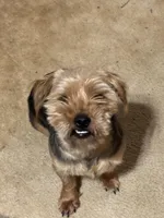 Dozer, a male Yorkshire Terrier for sale in Alpharetta, GA – Photo 2 of 5