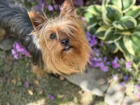 3 Yr old Female, a female Yorkshire Terrier for sale in Alpharetta, GA – Photo 2 of 2