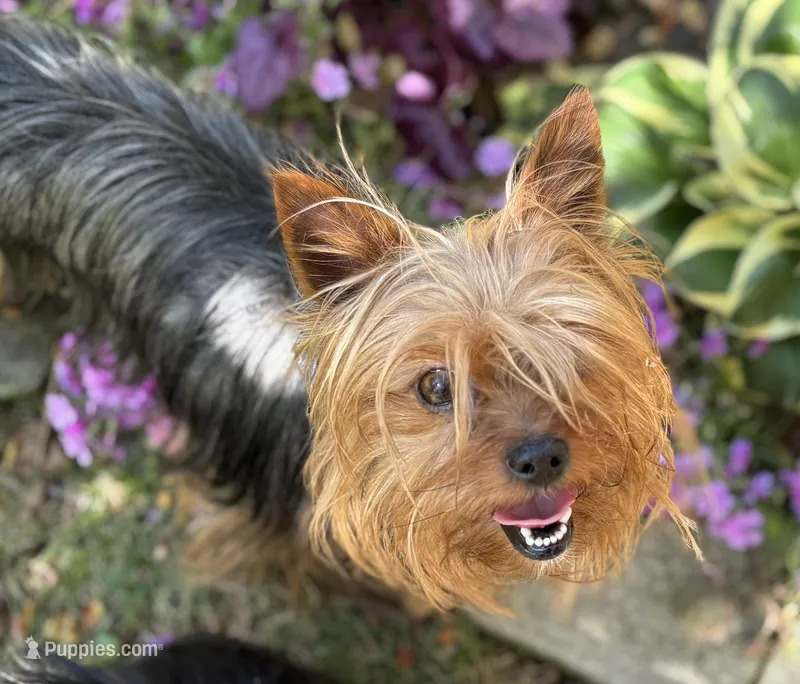 3 Yr old Female – Yorkshire Terrier puppy for sale in Alpharetta, GA