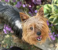 3 Yr old Female, a female Yorkshire Terrier for sale in Alpharetta, GA – Photo 1 of 2