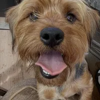 Moose, a male Yorkshire Terrier for sale in Alpharetta, GA – Photo 3 of 6