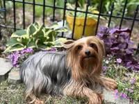 2 yr old Female, a female Yorkshire Terrier for sale in Alpharetta, GA – Photo 2 of 5