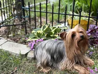 2 yr old Female, a female Yorkshire Terrier for sale in Alpharetta, GA – Photo 5 of 5