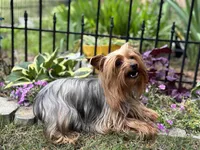 2 yr old Female, a female Yorkshire Terrier for sale in Alpharetta, GA – Photo 3 of 5