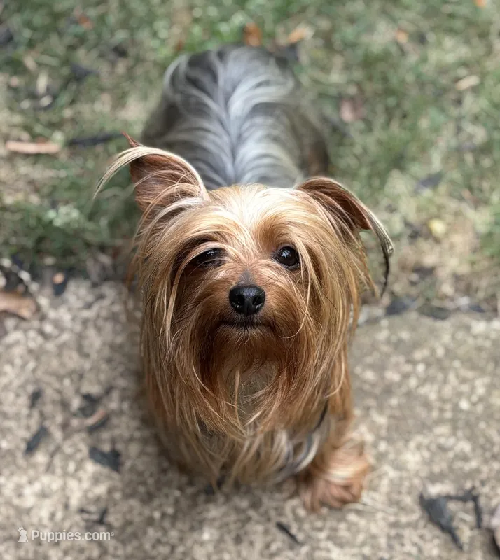 2 yr old Female – Yorkshire Terrier puppy for sale in Alpharetta, GA