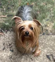 2 yr old Female, a female Yorkshire Terrier for sale in Alpharetta, GA – Photo 1 of 5