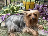 2 yr old Female, a female Yorkshire Terrier for sale in Alpharetta, GA – Photo 4 of 5