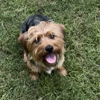 Moose, a male Yorkshire Terrier for sale in Alpharetta, GA – Photo 6 of 6