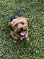 Moose, a male Yorkshire Terrier for sale in Alpharetta, GA – Photo 6 of 6