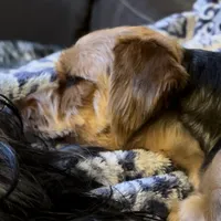 Moose, a male Yorkshire Terrier for sale in Alpharetta, GA – Photo 5 of 6