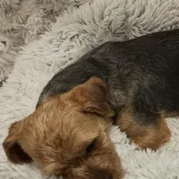 Moose, a male Yorkshire Terrier for sale in Alpharetta, GA – Photo 4 of 6