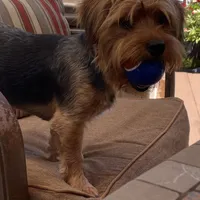 Moose, a male Yorkshire Terrier for sale in Alpharetta, GA – Photo 2 of 6