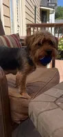 Moose, a male Yorkshire Terrier for sale in Alpharetta, GA – Photo 2 of 6