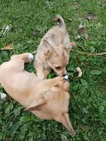 Freya , a female Pembroke Welsh Corgi and Chihuahua for sale in Saint Louis, MI – 3 of 5