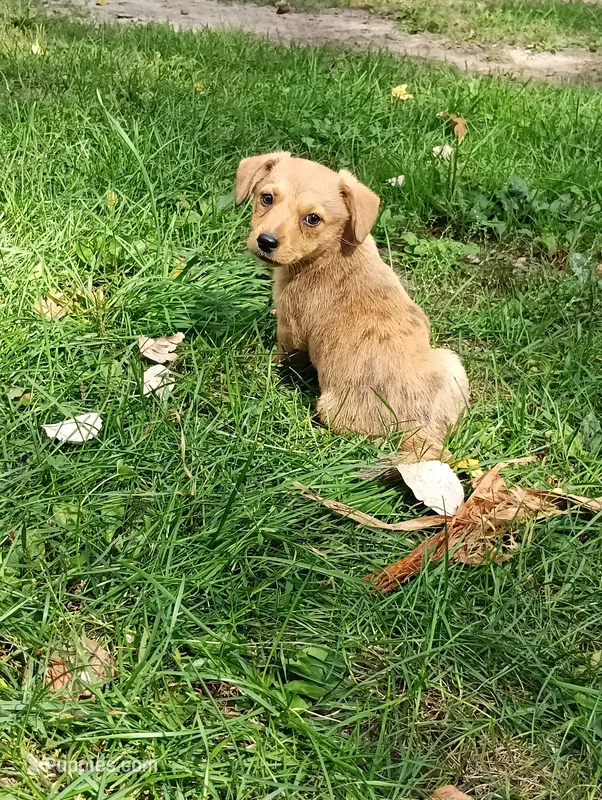 Ziggy  – Pembroke Welsh Corgi, Chihuahua puppy for sale in Saint Louis, MI