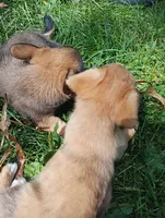 Atlas , a male Pembroke Welsh Corgi and Chihuahua for sale in Saint Louis, MI – 4 of 5