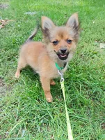 Trisha , a female Chihuahua and Pomeranian for sale in Saint Louis, MI – 2 of 3