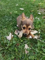 Atlas , a male Pembroke Welsh Corgi and Chihuahua for sale in Saint Louis, MI – 2 of 5