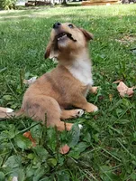 Cosmo , a male Pembroke Welsh Corgi and Chihuahua for sale in Saint Louis, MI – 2 of 5