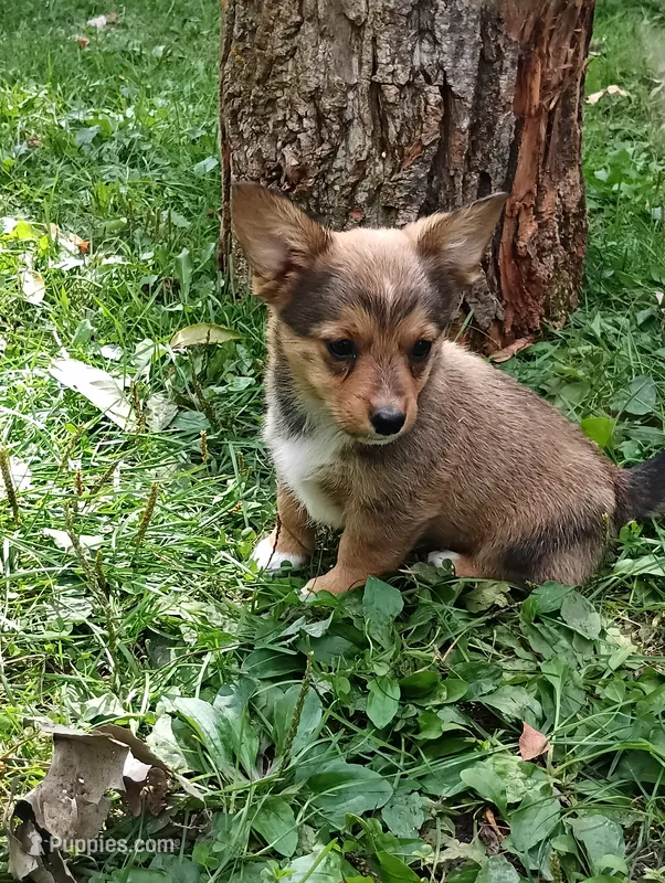 Banjo – Pembroke Welsh Corgi, Chihuahua puppy for sale in Saint Louis, MI