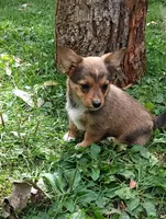 Banjo, a male Pembroke Welsh Corgi and Chihuahua for sale in Saint Louis, MI – 1 of 5
