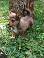 Banjo, a male Pembroke Welsh Corgi and Chihuahua for sale in Saint Louis, MI – 2 of 5