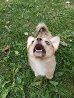 Zena, a female Pembroke Welsh Corgi and Chihuahua for sale in Saint Louis, MI – 2 of 5