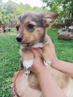 Banjo, a male Pembroke Welsh Corgi and Chihuahua for sale in Saint Louis, MI – 4 of 5