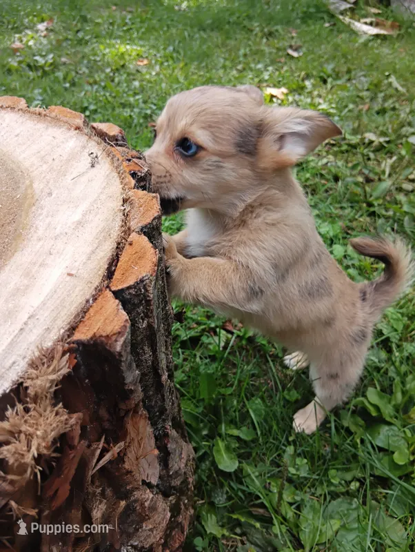 Zena – Pembroke Welsh Corgi, Chihuahua puppy for sale in Saint Louis, MI