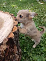 Zena, a female Pembroke Welsh Corgi and Chihuahua for sale in Saint Louis, MI – 1 of 5