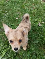 Zena, a female Pembroke Welsh Corgi and Chihuahua for sale in Saint Louis, MI – 3 of 5