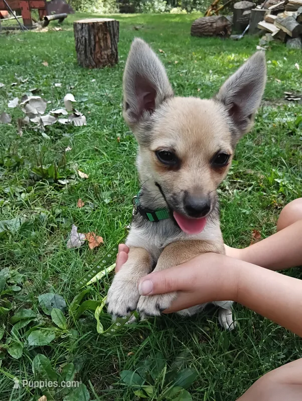 Ruby  – Chihuahua, Pomeranian puppy for sale in Saint Louis, MI