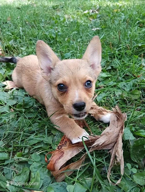 Freya  – Pembroke Welsh Corgi, Chihuahua puppy for sale in Saint Louis, MI