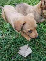 Ziggy , a male Pembroke Welsh Corgi and Chihuahua for sale in Saint Louis, MI – 4 of 5