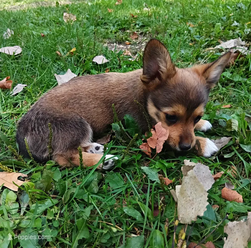 Atlas  – Pembroke Welsh Corgi, Chihuahua puppy for sale in Saint Louis, MI